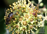 Syrphus sp. + Eristalis sp.