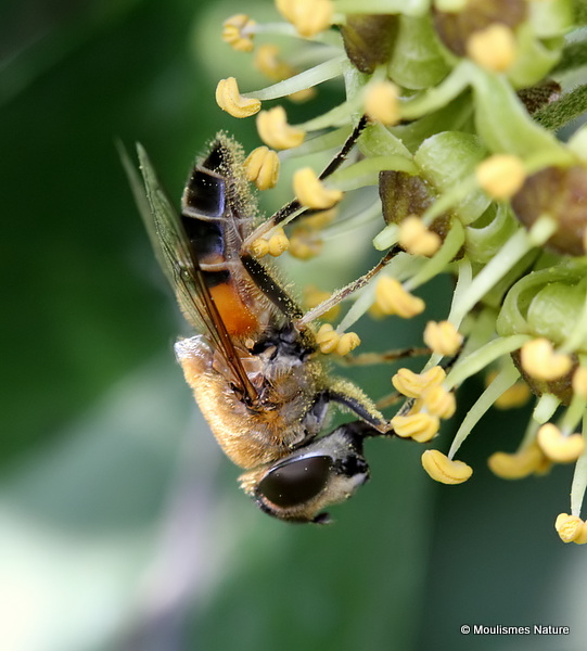 Eristalis similis (Glass-winged Dronefly)