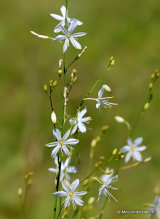 Anthericum ramosum, Branched St Bernard's-lily