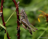 Grey Bush-cricket (Platycleis a. albopunctata) M