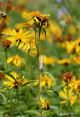 Inula salicina, Irish Fleabane