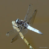Scarce Chaser (Libellula fulva) M
