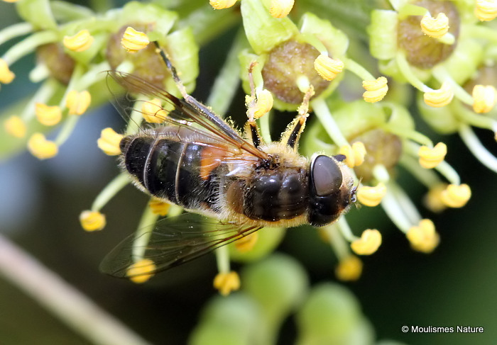 Eristalis pertinax (Tapered Dronefly) F