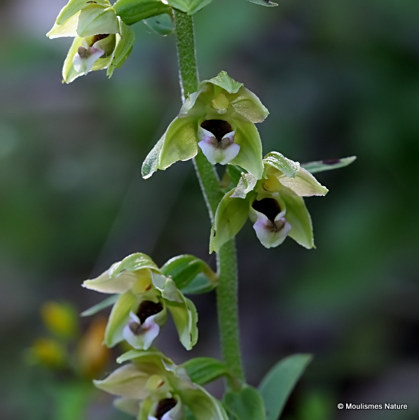 Broad-leaved Helleborine (Epipactis helleborine)