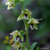 Broad-leaved Helleborine (Epipactis helleborine)