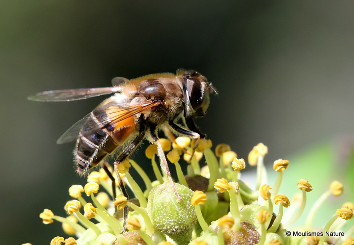 Eristalis pertinax (Tapered Dronefly) F