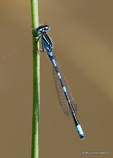Dainty Damselfly (Coenagrion scitulum) M