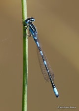 Dainty Damselfly (Coenagrion scitulum) M