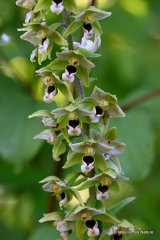 Broad-leaved Helleborine (Epipactis helleborine)