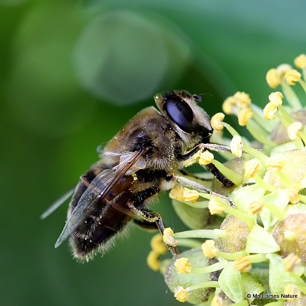 Eristalis tenax (Stripe-eyed Dronefly) F