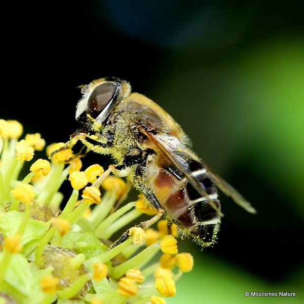 Eristalis similis (Glass-winged Dronefly)