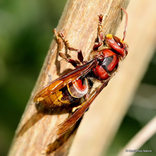 Vespa crabro (Hornet)