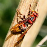 Vespa crabro (Hornet)