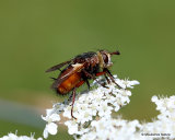 Tachinid fly sp. Peleteria rubescens