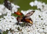 Tachinid fly sp. Ectophasia oblonga/E. crasipennis