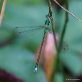 Small Emerald (Lestes virens) M