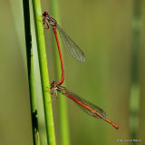 Small Red Damselflies (Ceriagrion tenellum) F