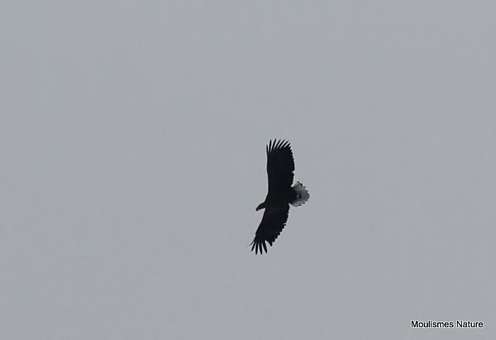 White-tailed Eagle (Haliaeetus albicilla) Ad