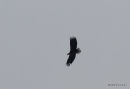White-tailed Eagle (Haliaeetus albicilla) Ad