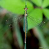Small Emerald (Lestes virens) F