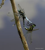 Black-tailed Skimmers (Orthetrum cancellatum)
