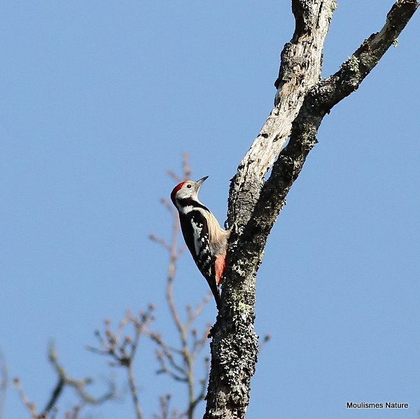 Middle-spotted Woodpecker (Dendrocopos medius) M