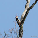 Middle-spotted Woodpecker (Dendrocopos medius) M