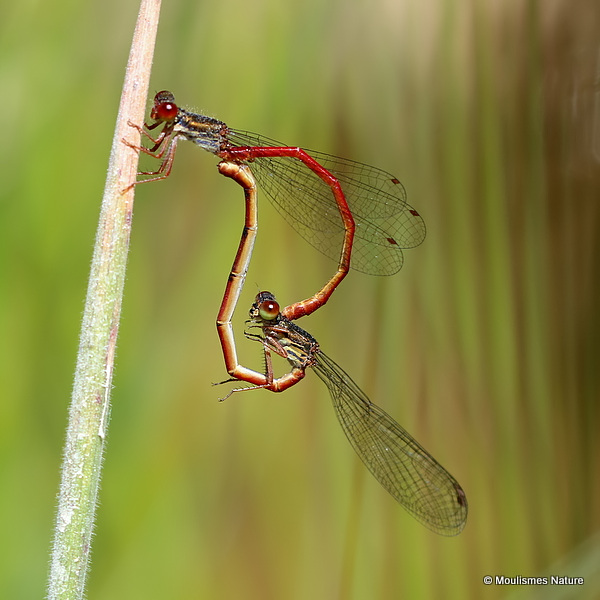Small Red Damselflies (Ceriagrion tenellum)