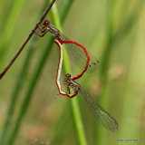 Small Red Damselflies (Ceriagrion tenellum)