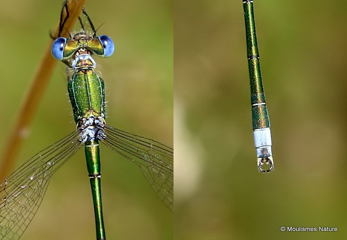 Small Emerald (Lestes virens) M