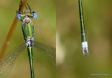 Small Emerald (Lestes virens) M