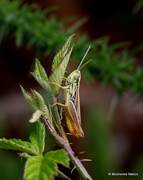 Common Straw Grasshopper (Euchorthippus declivus) M