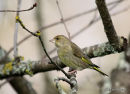 European Greenfinch (Carduelis chloris) F