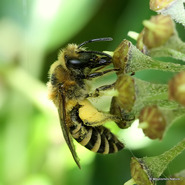Ivy Bee (Colletes hederae)