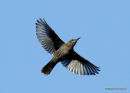 Blue Rock Thrush (Monticola solitarius) Cartagena