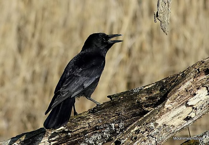 Carrion Crow (Corvus corone)