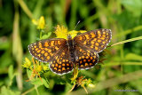 Heath Fritillary (Mellicta athalia)