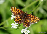 Heath Fritillary (Mellicta athalia)