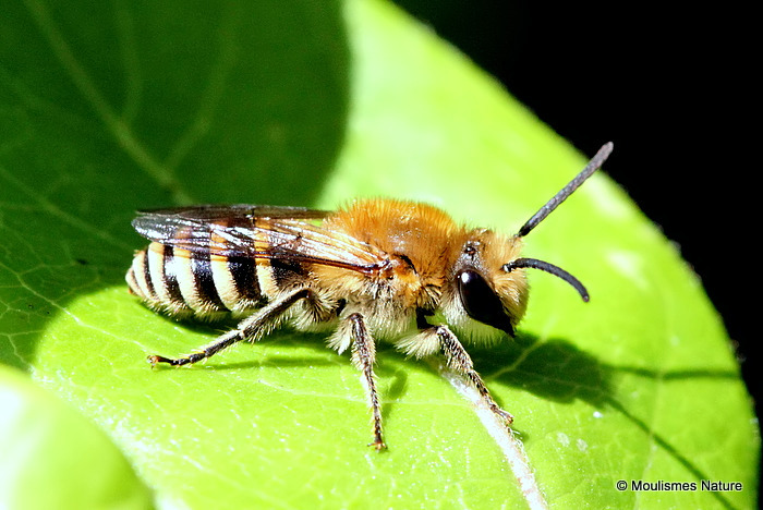 Ivy Bee (Colletes hederae)
