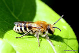 Ivy Bee (Colletes hederae)