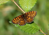 Heath Fritillary (Mellicta athalia)