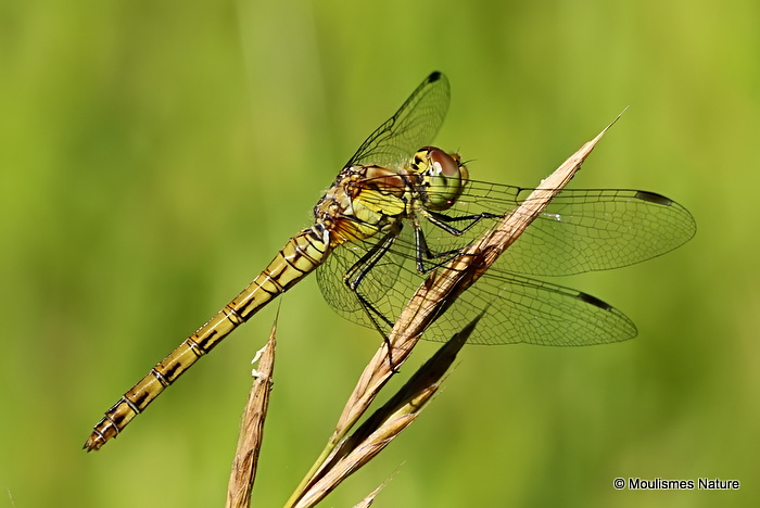 Common Darter (Sympetrum striolatum) F