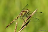 Common Darter (Sympetrum striolatum) F