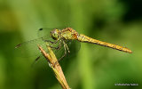 Southern Darter (Sympetrum meridionale) F