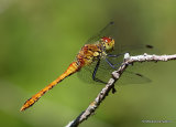Ruddy Darter (Sympetrum sanguineum) M-Imm