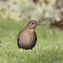 Common Blackbird (Turdus merula) F-1W