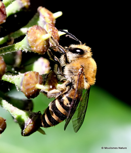 Ivy Bee (Colletes hederae)
