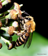 Ivy Bee (Colletes hederae)