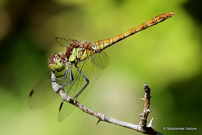 Common Darter (Sympetrum striolatum) M-Imm