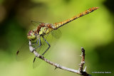 Common Darter (Sympetrum striolatum) M-Imm